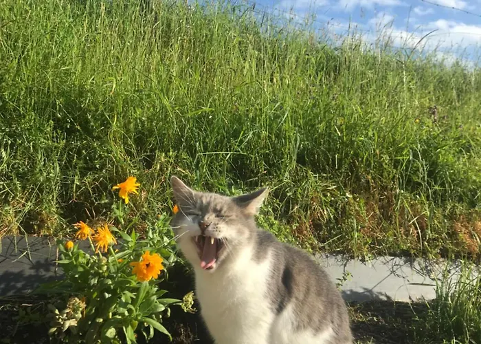 Woodleigh Happy House 3*